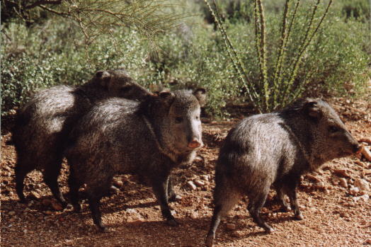 Javelina 1